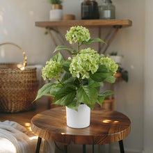 Load image into Gallery viewer, Potted Artificial Green Hydrangea 35x35x50cm