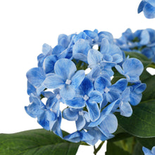 Load image into Gallery viewer, Potted Artificial Blue Hydrangea 35x35x50cm