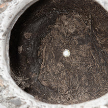 Load image into Gallery viewer, Stony Echidna Planter wHole & Plug 40x25x24cm