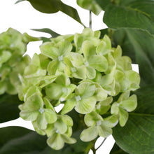 Load image into Gallery viewer, Potted Artificial Green Hydrangea 35x35x50cm
