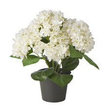 Load image into Gallery viewer, Hydrangea in PP Pot 30x30x35cm
