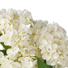 Load image into Gallery viewer, Hydrangea in PP Pot 30x30x35cm
