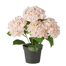 Load image into Gallery viewer, Hydrangea in PP Pot 30x30x35cm
