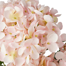 Load image into Gallery viewer, Hydrangea in PP Pot 30x30x35cm
