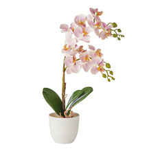 Load image into Gallery viewer, Orchid in PP Pot 30x11x40cm
