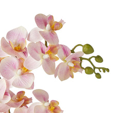 Load image into Gallery viewer, Orchid in PP Pot 30x11x40cm
