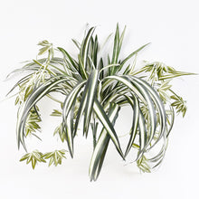 Load image into Gallery viewer, Artificial Faux Hanging Spider Plant Bush 60cm(4/144)

