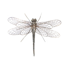 Load image into Gallery viewer, Natures Art Dragonfly Wallart 53x24x50cm
